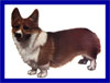 Click here for more detailed Pembroke Welsh Corgi breed information and available puppies, studs dogs, clubs and forums